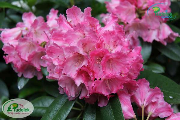 Rhododendron Morgenrot
